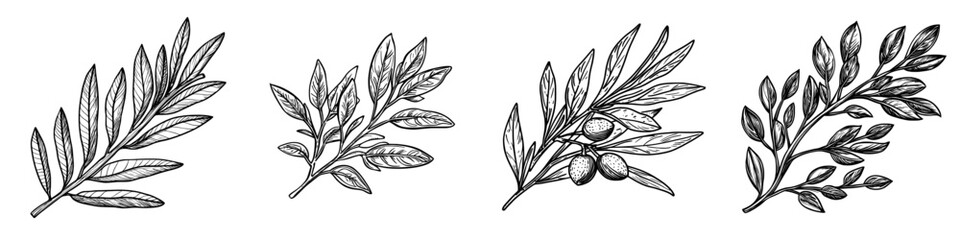 Create an illustration of olive berries on a branch accompanied by leaves, presented in a modern and natural style, isolated on a white background, highlighting the organic and ripe characteristics