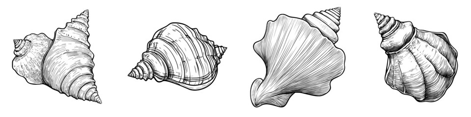 Draw a sketch of a sea shell, including modern conch, an engraved marine clam, or other types of shellfish, such as the Caribbean triton seashell, as a hand-drawn mollusk design element