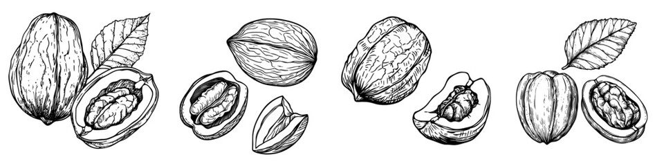 A walnut is depicted in its nutshell, open to reveal the isolated kernel in a sketch, showcasing the modern edible seed within the nut as a popular food snack