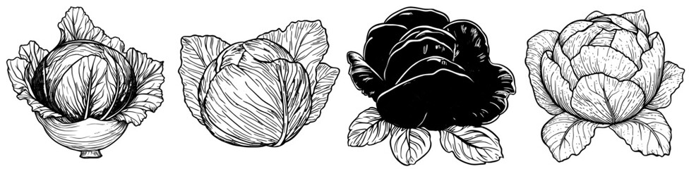 The lollo rossa salad vegetable is a cartoon representation of farm fresh harvests from organic agriculture, showcasing ripe and nutritious veggie or vegetarian food products that are a result of