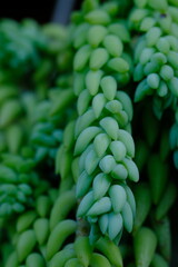 Grape cactus or Sedum morganianum is a type of plant that in Indonesia is also called donkey tail. In England this plant is known as Burro's tail and donkey tail. blurred image