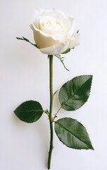 Obraz premium Elegant White Rose with Green Leaves on a Bright Background Perfect for Celebrations, Weddings, Love, and Nature-Themed Designs