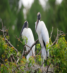 Pair of comical wood storks nesting and roosting in wildlife reserve, Port Royal Cypress Wetlands, SC. 