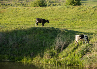 Beautiful landscape with the Raut River in the Republic of Moldova. rural nature in Eastern Europe.