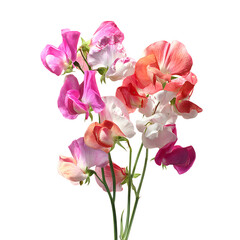 Fototapeta premium Elegant Natural Sweet Pea Bouquet with Pure White Appeal