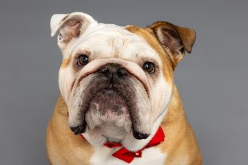 Fototapeta premium Close-Up Portrait of Bulldog in Red Bow Tie on Gray Background