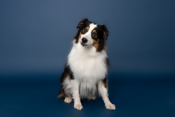 Australian Shepherd Dog Sitting on Blue Studio Background