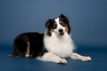 Fototapeta premium Australian Shepherd Dog Lying Down on Blue Studio Background