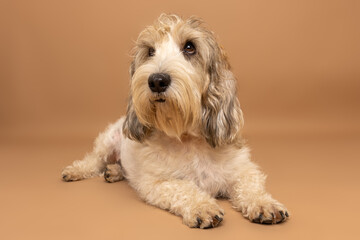 Wire-Haired Dog Lying Calmly on Tan Seamless Background