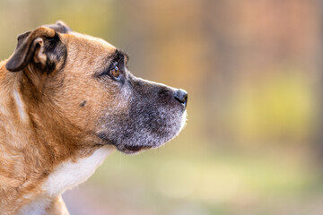 Side Profile of a Brown Dog Outdoors in Autumn