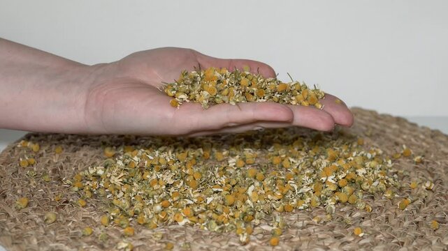 Close-up of female hands holding dried German chamomile flowers. White and beige background. Natural herbal remedy, organic skincare, wellness and calming tea concept.