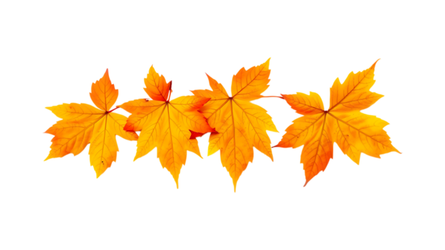 Four Vibrant Orange Autumn Maple Leaves Isolated on a transparent background