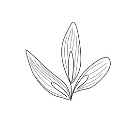 Minimalist leaf line art,minimalist plant sketch