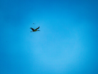 Fischreiher im Flug am blauen Himmel