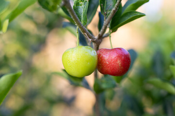 Obraz premium Beautiful 2 Cherry fruit one in green and one in red found in the cherry plant