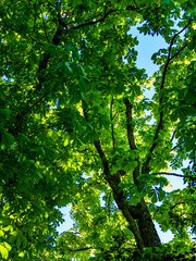 Obraz premium Kastanienbaum mit leuchtenden Blättern im Frühjahr