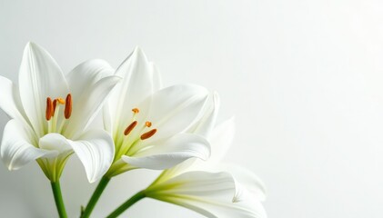 Close-up shot of pristine white lilies on stark white backdrop, high-key, minimal