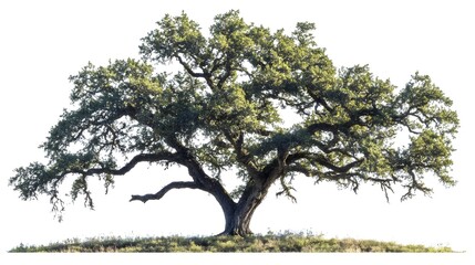 A large tree with a thick trunk and many branches