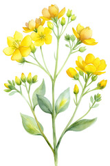 Yellow Wild Flowers With Delicate Petals Botanical Watercolor Illustration Isolated On Transparent Background