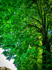 Kastanienbaum mit leuchtenden Blättern im Frühjahr