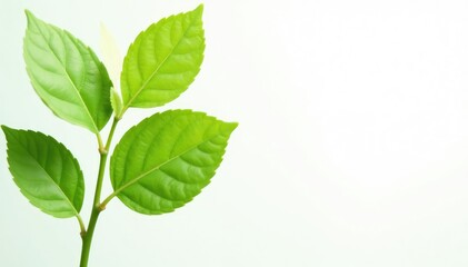 Fototapeta premium Delicate sapling, stark white background, vibrant green leaves, thriving, wood, conservation