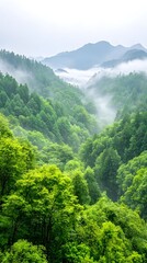 Misty green mountain valley, lush foliage, rolling hills shrouded in fog