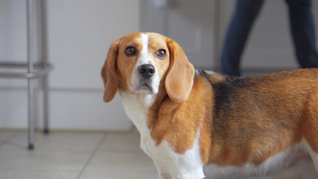 A medium indoor slow-motion shot of a Beagle standing on all fours. The dog slowly turns its head toward the camera, as if reacting to someone calling its name.