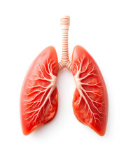 Parts of a lung on white background