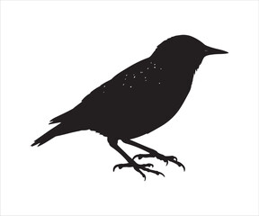 Obraz premium Sophisticated Outline of a European Starling