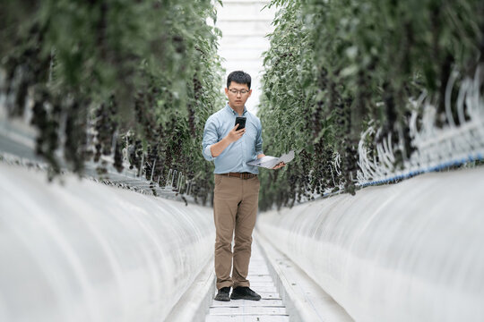 asian farmer working with samrt phone in greenhouse