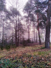 Mglisty poranek w wysokim, sosnowym lesie. Między drzewami unosi się opar mgły oświetlany promieniami wschodzącego słońca. 