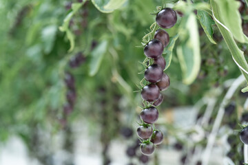 interior of modern greenhouse with tomato