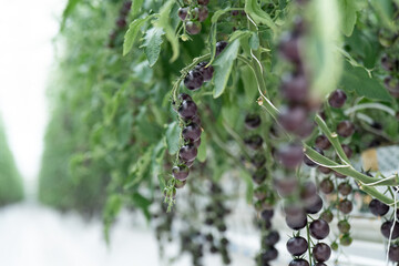 interior of modern greenhouse with tomato