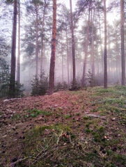 Mglisty poranek w wysokim, sosnowym lesie. Między drzewami unosi się opar mgły oświetlany promieniami wschodzącego słońca. 