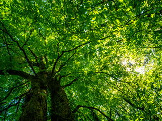 Kastanienbaum mit leuchtenden Blättern im Frühjahr