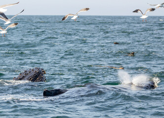 Fototapeta premium Humpback whale breaching in Monterey Bay, California. Ocean splash, marine wildlife, whale watching, nature moment, aquatic mammal, Pacific coast. Close up