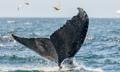 A stunning close-up of a humpback whale tail fluke rising from the ocean, with water cascading down. Captured in the wild, this image highlights marine wildlife, conservation, and eco-tourism themes © Volodymyr
