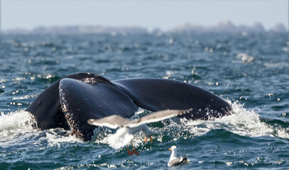 A stunning close-up of a humpback whale tail fluke rising from the ocean, with water cascading down. Captured in the wild, this image highlights marine wildlife, conservation, and eco-tourism themes