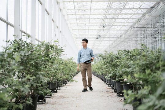 asian male farmer working with digital tablet  in greenhouse
