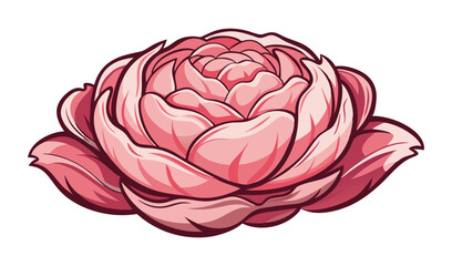 Pink peony flower illustration botanical design