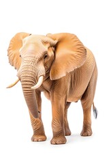 Obraz premium A light brown African elephant stands facing forward against a white background. Its ears are large and its tusks are prominent