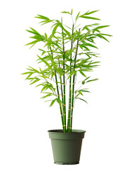 Potted Bamboo Plant with Green Leaves and Stalks in Pot