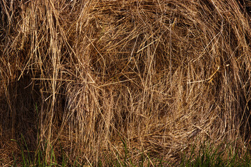 Closeup of a cylindrical wrapped hay bale with dry straw texture resting on lush green grass in a rural countryside field.