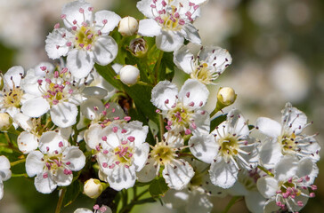 Close-up with Crataegus monogyna tree flowers