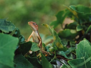 Chameleon Color change when angry time, The reptile of the Agamidae has long-tailed scales on the tree, There are many types and varieties, The scales are in the branches.