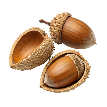Fresh beechnut nuts on white background.png