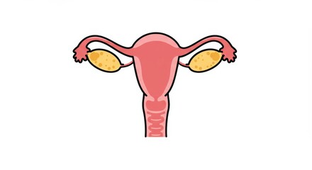Simplified vector illustration of the female reproductive system anatomy