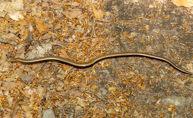 An Anguis fragilis (slow worm) on the ground in the natural environment