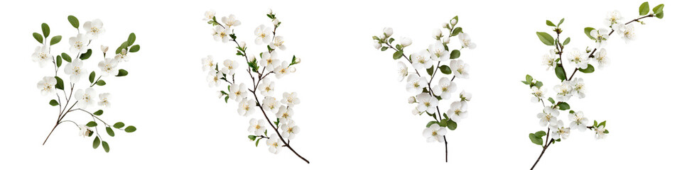 Obraz premium Delicate spring flowers blooming on branches