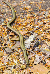 An Anguis fragilis (slow worm) on the ground in the natural environment